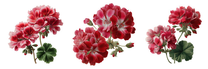 Nature's beauty close-up of geranium flowers in botanical garden on transparent background