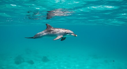Fototapeta premium Dolphin swimming gracefully in clear turquoise ocean water near sandy seabed, creating a serene and captivating underwater scene.