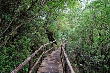 Yakusugi Land, Yakushima, Japan