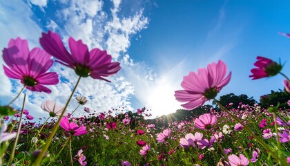 A vibrant field of pink cosmos flowers under a bright sky
