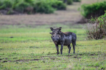 Warthog eating in Serengeti National Park, Tanzania