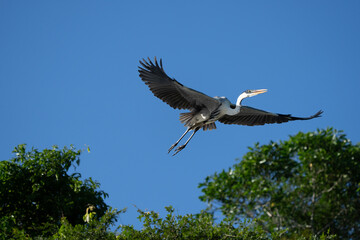 Heron, Ardea cinerea, flying and landing