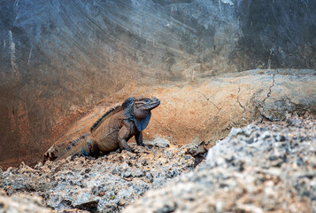 Wild iguana resting on rocky terrain under a warm afternoon sun