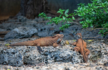 Wild iguana resting on rocky terrain under a warm afternoon sun