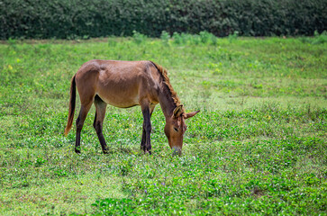 Brown mule grazing on green meadow under sunlight