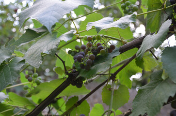 grapes on the vine