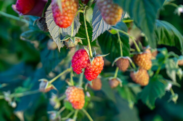 Heart-shaped raspberry ripening on a bush in the garden, surrounded by green leaves and other fruits. Summer nature scenery showcasing fresh seasonal raspberries.