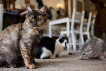 A Group of Curious Cats Joyfully Enjoying Their Delicious Treats on a Cozy, Warm Floor