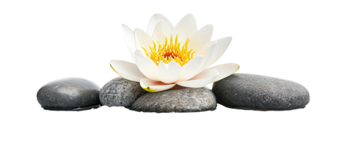 Spa concept with white lotus and zen stones isolated on white transparent background