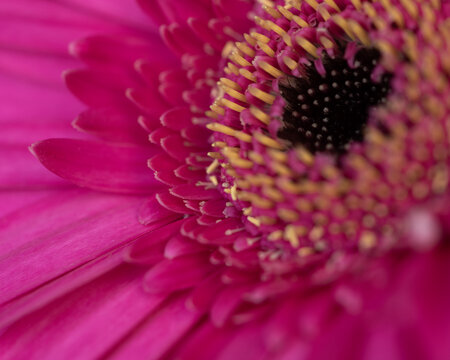 Fototapeta close up of pink gerber daisy flower in abstract seamless macro background