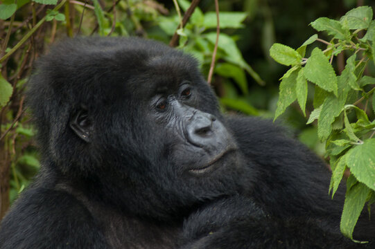 A close-up shot of a gorilla resting amongst the foliage.