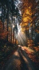 Obraz premium Autumn Forest Path Sunlight Streaming Through Trees Vertical Composition Scenic View Nature Landscape Outdoors Germany Bavaria Europe