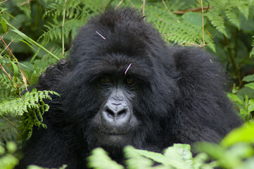 A close-up shot of a gorilla in its natural habitat, surrounded by lush green foliage. 
