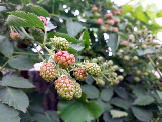 Blackberries Ripening on the Bush Under Warm Sunlight in a Garden During Late Summer