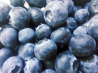 Fresh Blueberries Collected From a Farm in Summer Ready for Consumption or Baking Delights