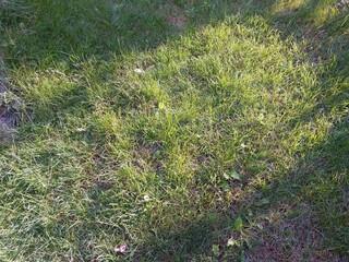 Lush Green Grass Lawn Basking in Warm Sunlight During Late Afternoon Hours