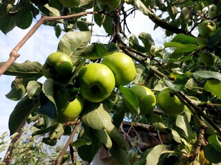 Green Apples Growing on a Branch in an Orchard During a Clear Sunny Day