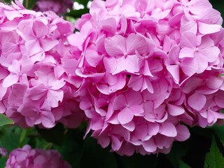 Beautiful Hydrangea Flowers Blooming in a Vibrant Pink Color During Summer in a Garden