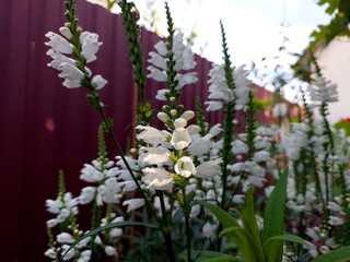 Stunning Display of Physostegia Flowers Blooming in a Vibrant Garden Setting