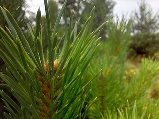 Close-up View of Vibrant Green Pine Needles With Droplets in a Forest Setting During a Cloudy Day