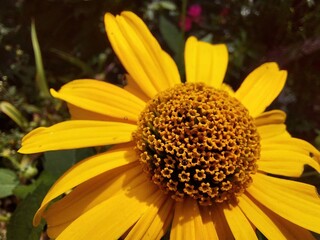 Bright Yellow Aster Flower Blooming in a Vibrant Garden During Daylight Hours