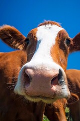 Curious cow nose under blue sky.
