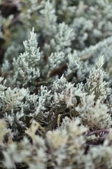 View of frosted evergreen branches.