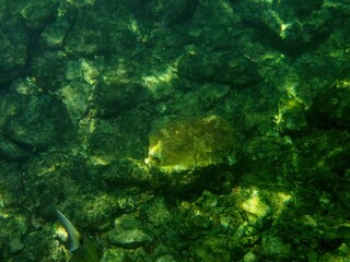 Colorful Sea Life Thrives Among Vibrant Coral Formations at the Ocean Floor