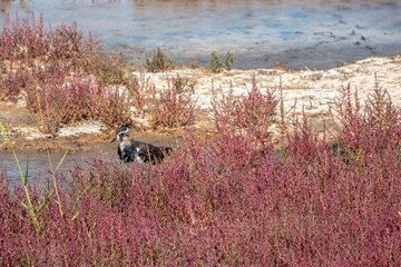the lapwing also known as the peewit with beautiful green and purple iridescent plumage and...