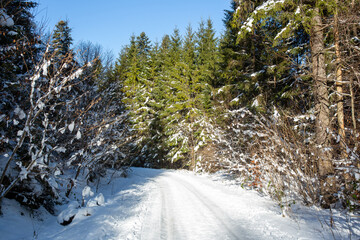 Snowy forest path, sunny day