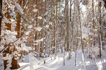 Snowy forest path, sunny day