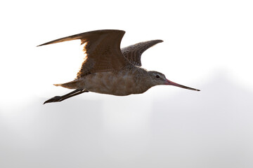 A marbled godwit (Limosa fedoa) in flight.