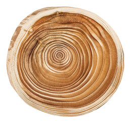 Cut, slice, section of larch tree wood isolated on a white background.  Macro shot of a cut larch...