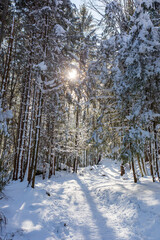 Snowy forest path, sunny day