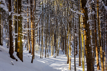 Snowy forest path, sunny day