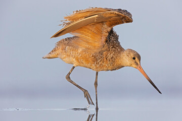 A marbled godwit (Limosa fedoa) walking and foraging in shallow water.