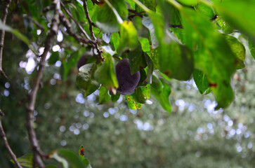 plum in leaves on the tree