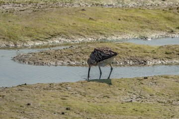 Curlew with shadow and reflection at Lymington and  Keyhaven Marshes Nature Reserve Hampshire...