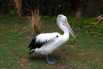 An Australian pelican stands on the sandy ground