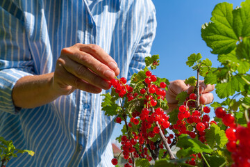 Adult harvesting ripe red currants on a sunny day