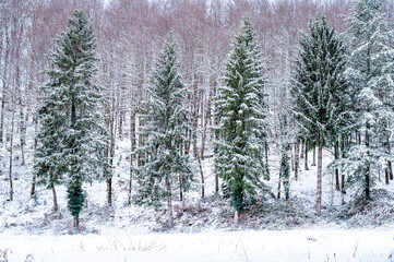 Winter landscape with snow on the trees
