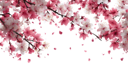 Pink and white blossoms cascade from branches.  Delicate cherry blossoms, some falling,  fill the image