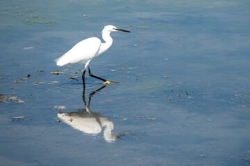 Egret egretta garzetta in the sea with reflection