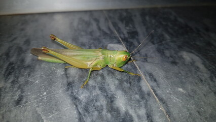Green Grasshopper on Marble Surface
