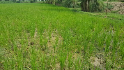 A Vibrant Green Rice Paddy Field in a Rural Agricultural Landscape