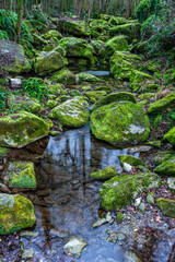 Small waterfall in the forest (moss on the rocks)