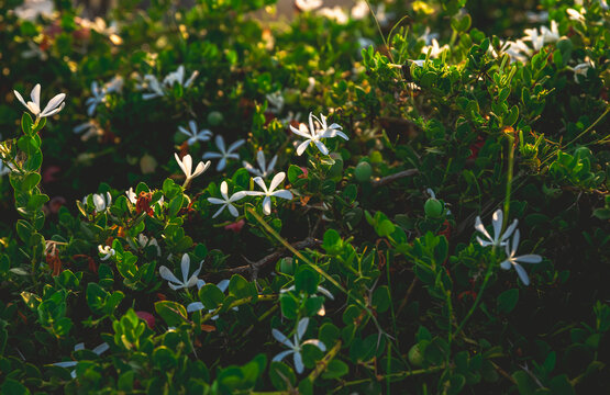 Small white flowers blooming on a lush green bush, bathed in warm sunset light, create a tranquil and stunning natural scene, capturing the essence of beauty in nature