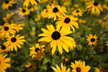 Bright yellow black-eyed Susans in full bloom in a garden setting.