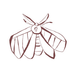 Mystical moth with skull detail hand drawn insect line art for tattoo design print decoration and boho aesthetic Vector illustration