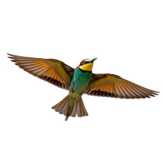 Fototapeta premium European bee eater bird in flight showing colorful plumage isolated on transparent background